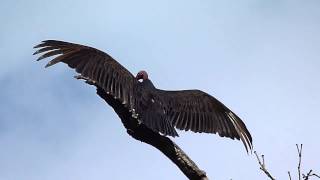 Cathartes aura Turkey vulture  Zopilote cabeza roja cute buitre cabeza roja [upl. by Karlee]