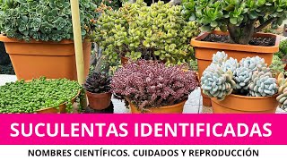 Parte 1 SUCULENTAS IDENTIFICADAS  Nombres científicos cuidados y reproducción [upl. by Namaan]