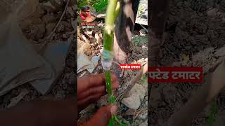 ग्राफ्टेड टमाटर की खेती  Grafted tamato plant shortsvideo [upl. by Akimak]