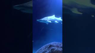 Uno de los Tiburones mas Grandes del Oceanografic Valencia shorts acuario [upl. by Eberle]