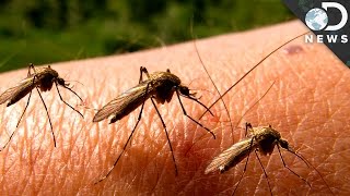 Why Can’t We Get Rid Of Mosquitoes [upl. by Gruber]