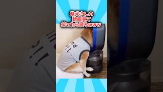 ㊗️100万再生突破！！！柴犬さんの動画見て笑ったら寝ろwwwww [upl. by Laird]