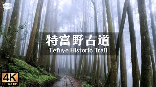 森林療癒系5 細雨迷霧中走進阿里山 特富野古道空拍台灣山雲海 放鬆抒情鋼琴曲 Walk through the Tefuye Historic Trail Relax Piano Music [upl. by Silverstein658]