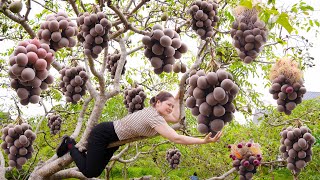 BREAKINGHarvesting Ambarella Fruit to cook delicious dishes  Harvesting and Cooking [upl. by Haizek]