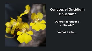 Cultivo ORQUIDEA oncidium onustum [upl. by Schluter188]