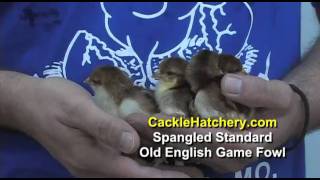 Spangled Standard Old English Game Fowl Chicken Breed  Cackle Hatchery [upl. by Yrollam]