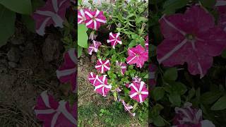 Surfinia Flower Plant 🌺🌹🌼 ☘️ kashmiribeauty flowers flowerplant nature [upl. by Ardel]