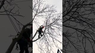 An Arborist cutting down tree with chainsaw arborist stihl chainsaw ytshorts [upl. by Finn]