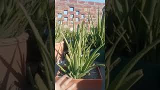 Aloe Vera matured plant for sale in LAHORE [upl. by Ellehsem]