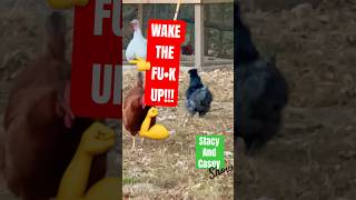 Waky waky… Bam Bam said it crow funny stacyandcaseyshow sunday chickens podcast [upl. by Four]