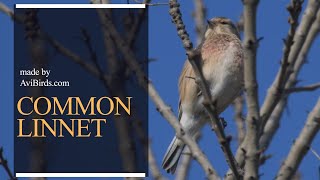 Common Linnet Linaria Cannabina [upl. by Ruel274]