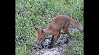 Red fox family Part 73 [upl. by Elmina]