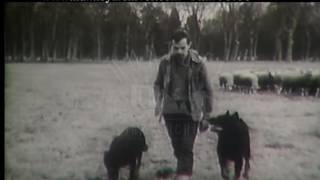 Herding Sheep 1960s  Film 96756 [upl. by Ttenaj]