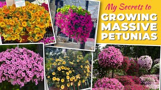 My Secrets to Growing Massive Petunias [upl. by Phillis]