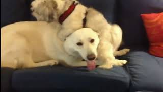 Dog Humping Face  Dog Humps Puppys Face [upl. by Rasla]