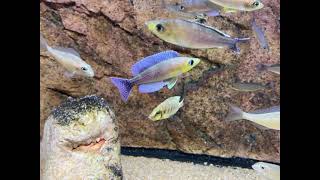 Dominant Cyprichromis leptosoma Kigoma F1 males  PISCES [upl. by Tirrag]