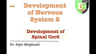 Development of Spinal Cord [upl. by Yesllek]