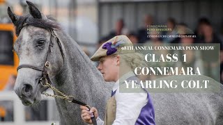 Class One Connemara Yearling Colt  98th Connemara Pony Show [upl. by Elwee]