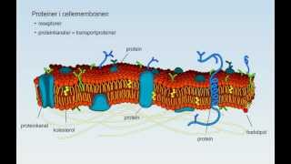 Transport gjennom cellemembran [upl. by Repinuj]