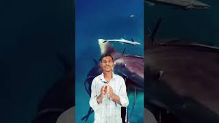 How to Survive a Shark Attack mrbeast dhruvrathee [upl. by Aicenet82]