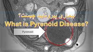 بیماری پیرونایید چیست؟ What is Pyrenoid diseases [upl. by Giralda]