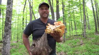 906 Outdoors  Wild Edibles Morels Leeks Chicken of the Woods Turkey Hunting [upl. by Noni874]