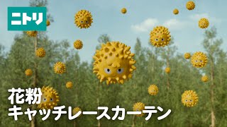 カーテンで花粉対策！【ニトリの花粉キャッチレースカーテン】 [upl. by Yllib]