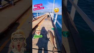 Fishing at Busselton Jetty WA holiday shortvideotravelblog australia busseltonjetty shorts yt [upl. by Adnahsor]