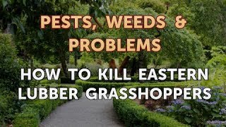 How to Kill Eastern Lubber Grasshoppers [upl. by Buzz526]