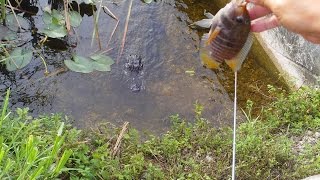 Black Acara Cichlid Fishing with Penfishingrodscom [upl. by Sherlock]