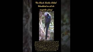 Did you know Black SickleBilled Windbird Phytotoma raraa unique bird species of Cotingidae family [upl. by Ahsemaj]