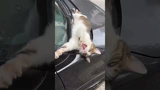 Cute…🐈🥰🐈funny foryou cutecat shortvideo cat cute funnyvideo [upl. by Urias]