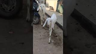 sojat bakri bakra jor for sale available he [upl. by Kester]