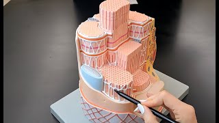 Skeletal Muscle Cell Anatomy  Myofiber and Myofibril Anatomy [upl. by Willock562]