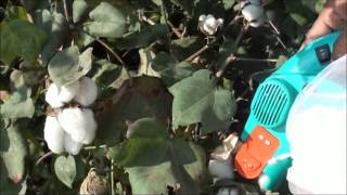 bhishma cotton picking machine [upl. by Llehsad]