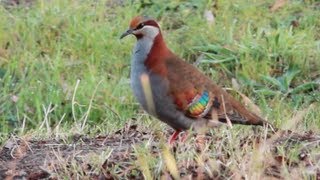 Brush Bronzewing [upl. by Boccaj]