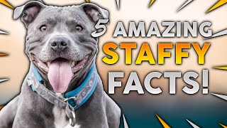 STAFFORDSHIRE BULL TERRIER 5 Incredible Facts About The Amazing Staffy [upl. by Becki459]