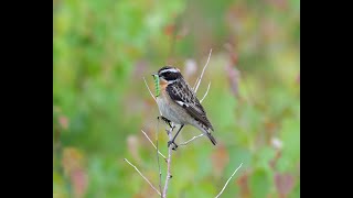 Whinchat  Buskskvett Nikon Z9 [upl. by Enneite976]