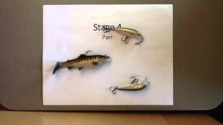 Life Cycle of Steelhead Trout [upl. by Drislane]