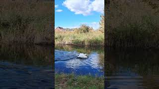 Swans doing a power swim you can hear the swim strokes as the go by Sankey canal [upl. by Saito]