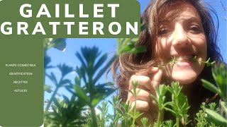 Gaillet gratteron plante comestible detox recettes astuces identification [upl. by Nikal]