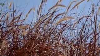 Phleum Pratense or TimothyGrass as Ornamental Plant [upl. by Pandolfi]