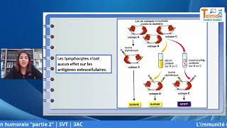 L’immunité spécifique acquise à médiation humorale Partie 2 [upl. by Feledy]