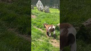 Pygmy Goats 🐐 [upl. by Nanny]