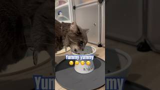 They LOVE it 他們超愛 Frozen dried cat food 凍乾貓食 cat catlover meow cutecat cateating [upl. by Negaet]