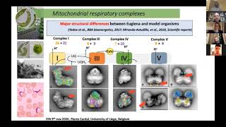 Mitochondrion and chloroplast biogenetics in Euglena [upl. by Yeloc]