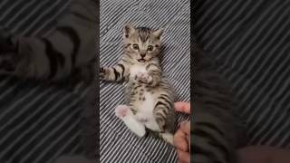 miao miao cat song 😺 shorts youtube [upl. by Dunstan]