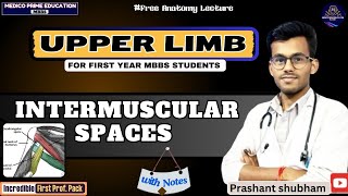 Intermuscular space  Scapular Region  Anatomy of upper limb  University exam mbbs youtube [upl. by Ahsurej]