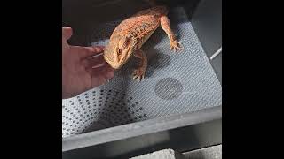 Checking in on a brumating Beardie beardeddragon reptiles [upl. by Che]