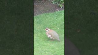 Red Legged Partridge birds wildlife nature birdwatching [upl. by Nylia226]